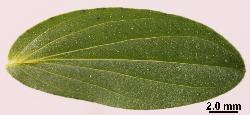 Hypericum perforatum leaf with scattered pellucid glands on the lamina.
 © Landcare Research 2010 